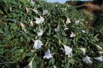 Datura wrightii Regel