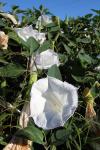 Datura wrightii Regel