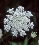 Daucus carota L.