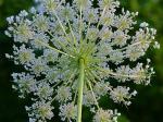 Daucus carota L.