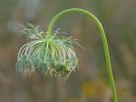 Daucus carota L.
