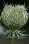 Daucus carota L.