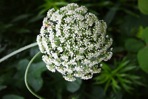 Daucus carota L.