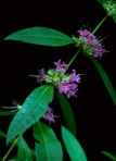 Decodon verticillatus (L.) Ell.