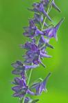 Delphinium exaltatum Ait.