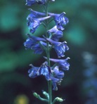 Delphinium exaltatum Ait.