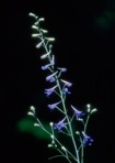 Delphinium exaltatum Ait.