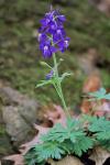 Delphinium tricorne Michx.