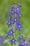 Delphinium tricorne Michx.