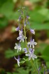 Delphinium tricorne Michx.