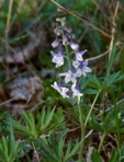 Delphinium tricorne Michx.