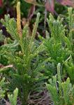 Dendrolycopodium hickeyi (W.H. Wagner, Beitel & Moran) A. Haines