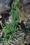 Dendrolycopodium hickeyi (W.H. Wagner, Beitel & Moran) A. Haines
