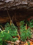 Dendrolycopodium obscurum (L.) A. Haines