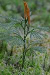 Dendrolycopodium obscurum (L.) A. Haines
