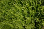 Sitobolium punctilobulum (Michaux) Desvaux