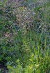 Deschampsia cespitosa (L.) Beauv.