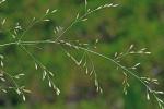Deschampsia cespitosa (L.) Beauv.