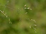 Deschampsia cespitosa (L.) Beauv.