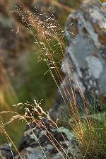 Avenella flexuosa (Linnaeus) Drejer
