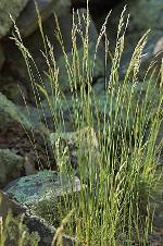 Avenella flexuosa (Linnaeus) Drejer