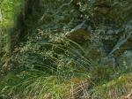 Avenella flexuosa (Linnaeus) Drejer