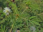 Desmanthus illinoensis (Michx.) MacMillan ex. Rob. & Fern.