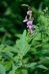 Desmodium canadense (L.) DC.