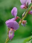 Desmodium canadense (L.) DC.