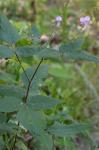 Desmodium canescens (L.) DC.