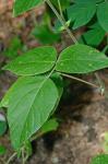 Desmodium canescens (L.) DC.