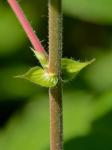 Desmodium canescens (L.) DC.