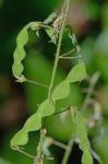 Desmodium canescens (L.) DC.