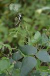Desmodium canescens (L.) DC.