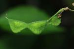 Desmodium canescens (L.) DC.