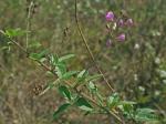 Desmodium ciliare (Muhl. ex Willd.) DC.
