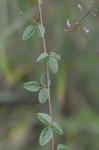 Desmodium ciliare (Muhl. ex Willd.) DC.