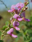 Desmodium ciliare (Muhl. ex Willd.) DC.