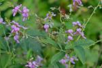 Desmodium glabellum (Michx.) DC.