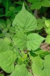 Hylodesmum glutinosum (Muhl. ex Willld.) H. Ohashi & R.R. Mill
