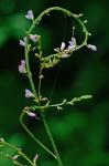 Hylodesmum glutinosum (Muhl. ex Willld.) H. Ohashi & R.R. Mill