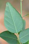 Desmodium laevigatum (Nutt.) DC.