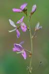 Desmodium laevigatum (Nutt.) DC.