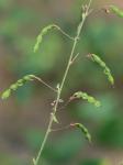 Desmodium laevigatum (Nutt.) DC.