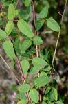 Desmodium marilandicum (L.) DC.