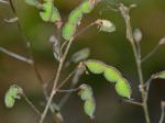 Desmodium marilandicum (L.) DC.