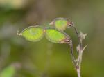Desmodium marilandicum (L.) DC.