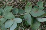 Desmodium nuttallii (Schindl.) Schub.