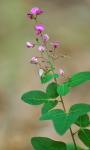 Desmodium obtusum (Muhl. ex Willd.) DC.