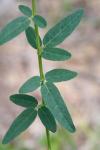Desmodium obtusum (Muhl. ex Willd.) DC.